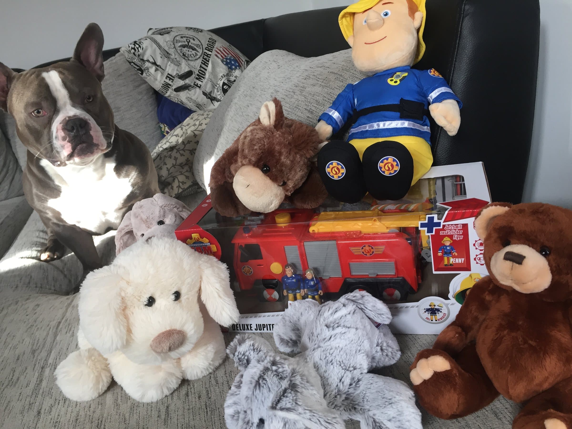 Gespendetes Spielzeug und Kuscheltiere auf einem Sofa, daneben ein Hund
